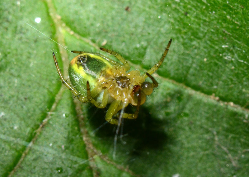 Araniella sp. - Sassa (AQ)